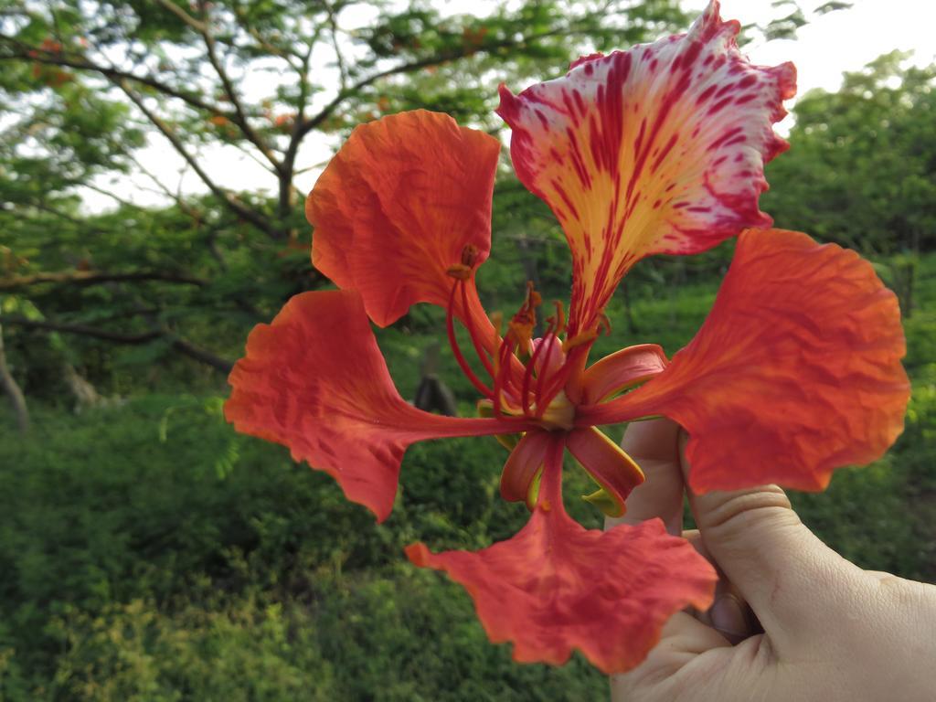 Finca La Magia Villa Ometepe Dış mekan fotoğraf